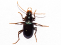 Leistus spinibarbis